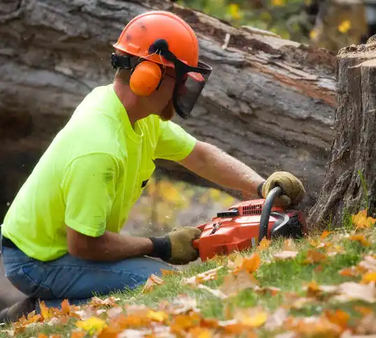 tree services Plattsburgh West